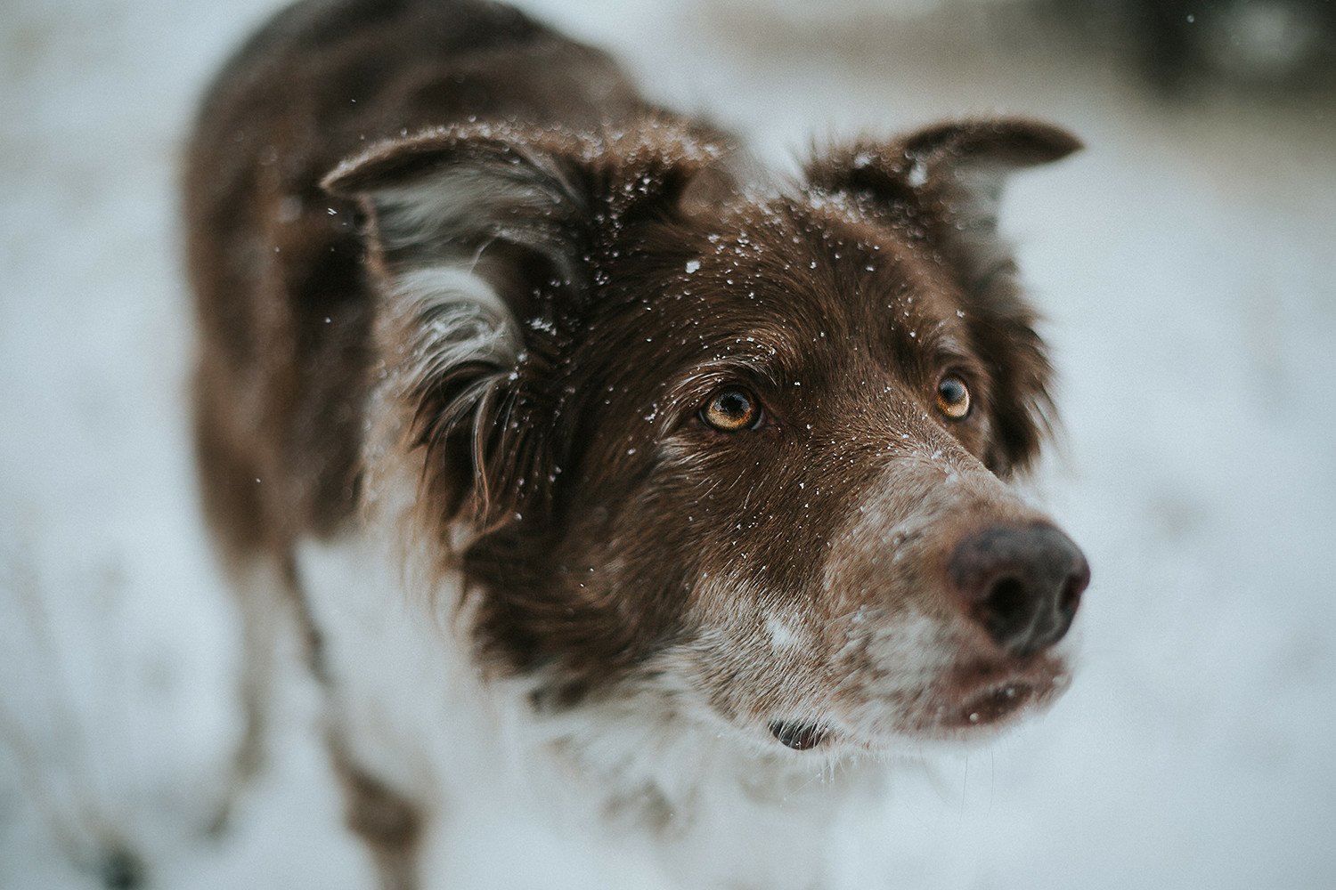 Animal border collie Image