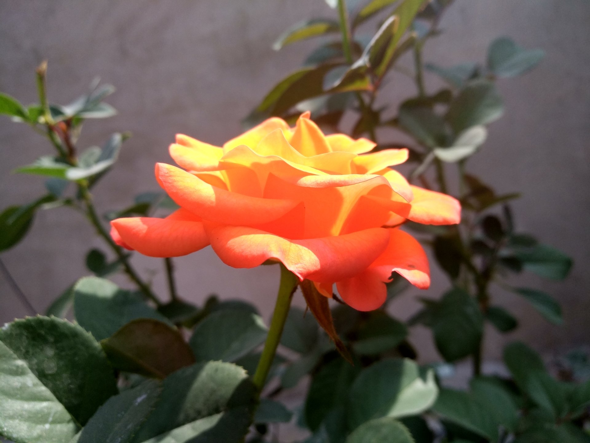  A Beautiful Rose