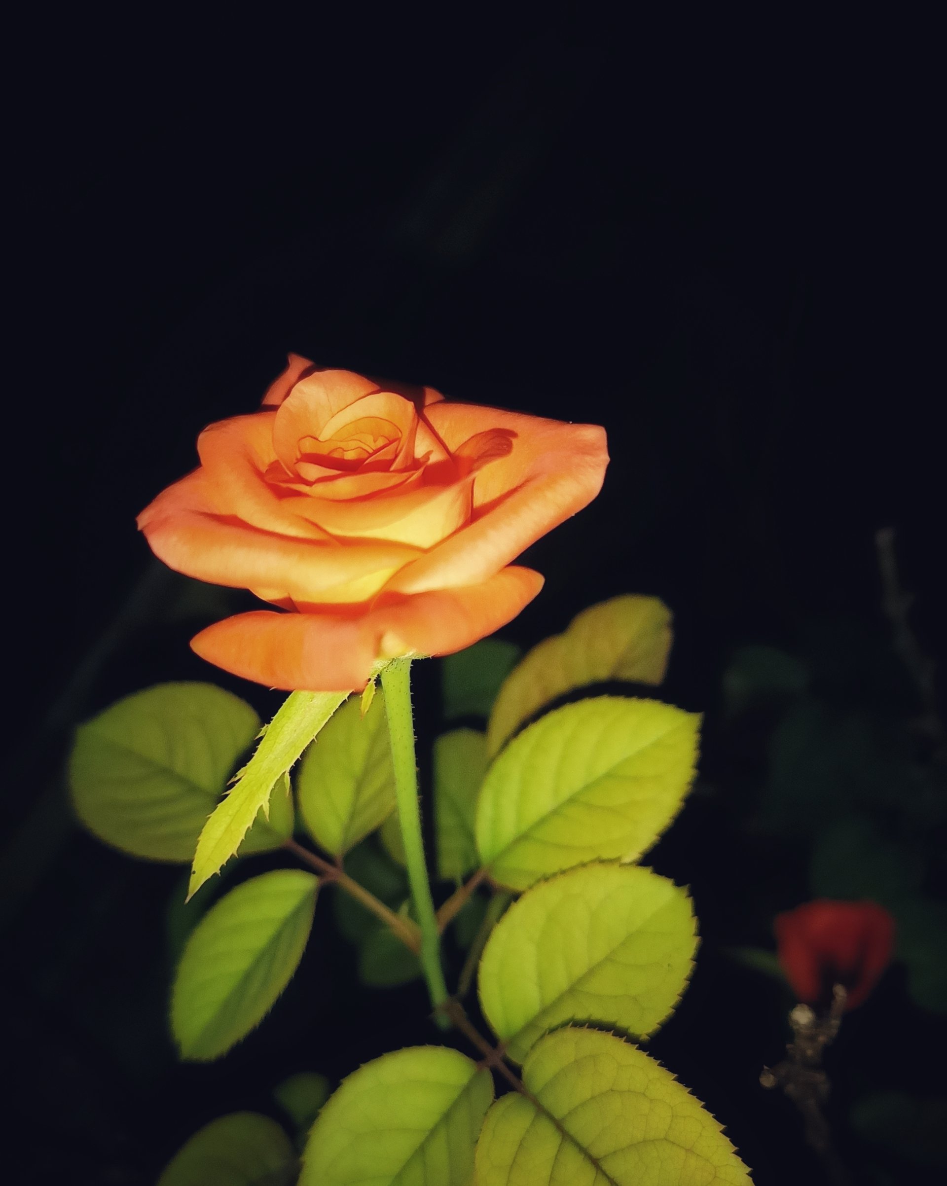  Beautiful Rose
