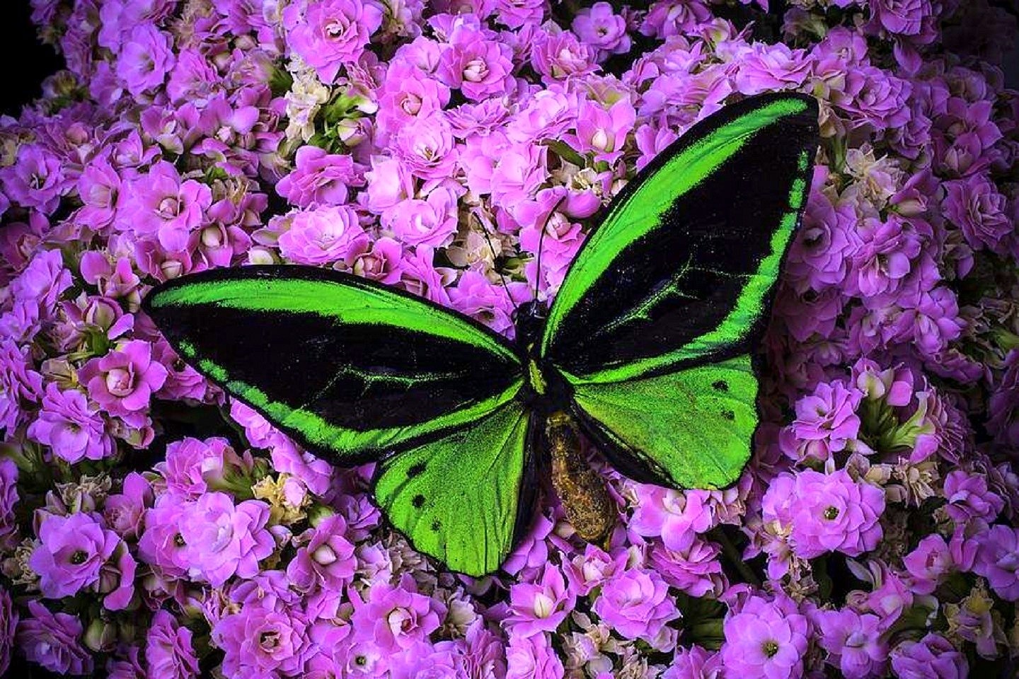 Close-up of a vibrant green and black butterfly resting on a cluster of small purple flowers.