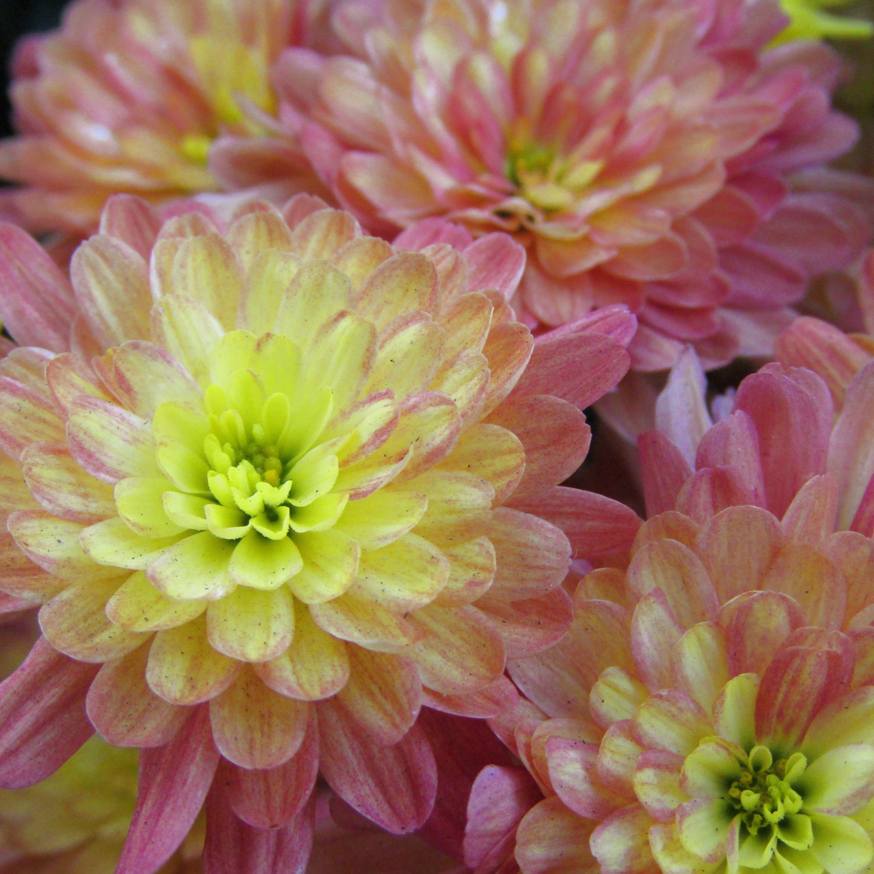 Variegated chrysanthemum flower by Demasc1