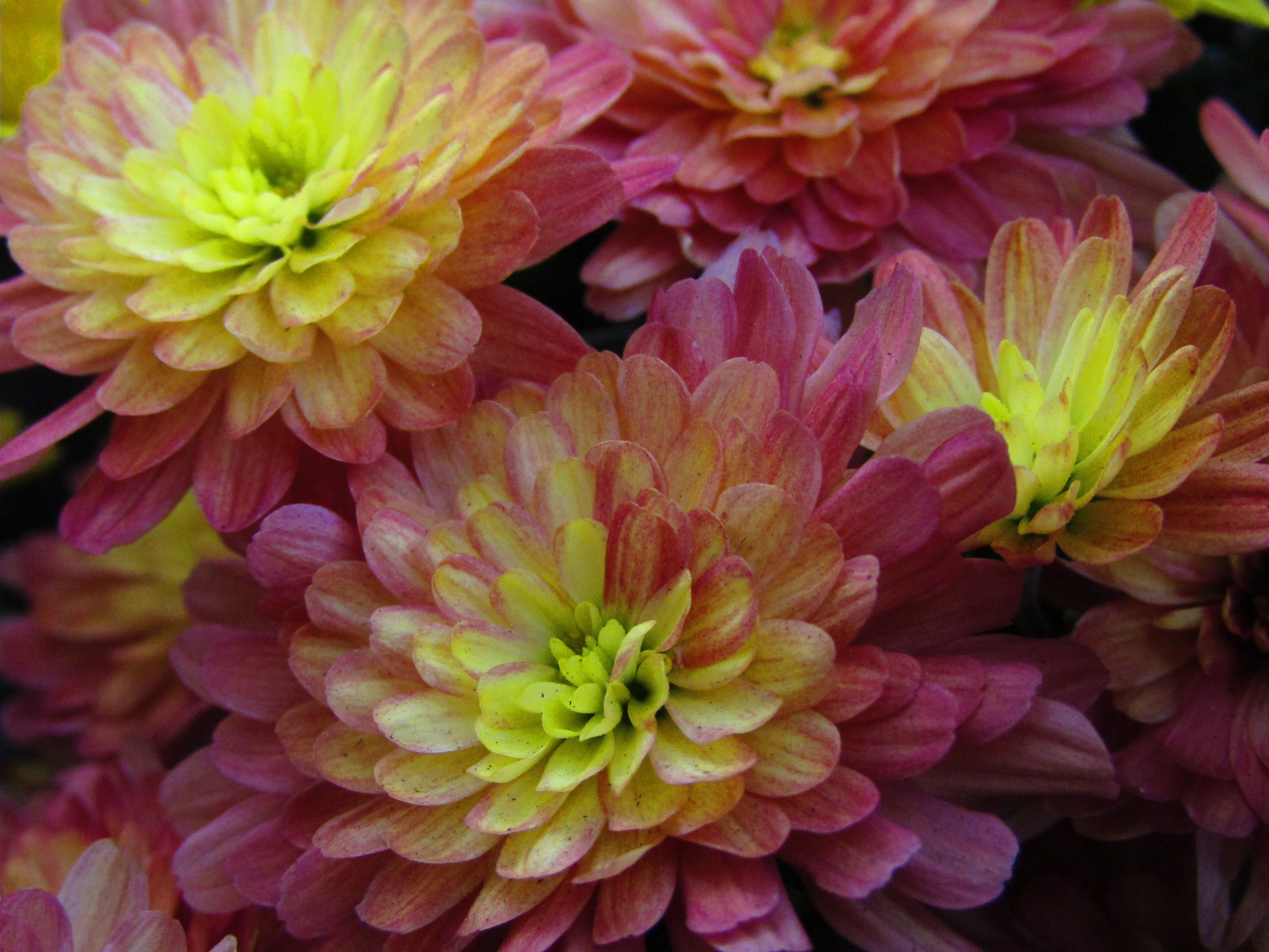 Variegated Chrysanthemums by Demasc1