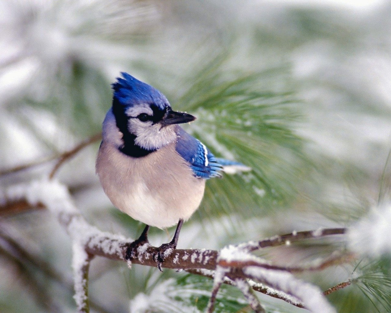 Animal blue jay Image