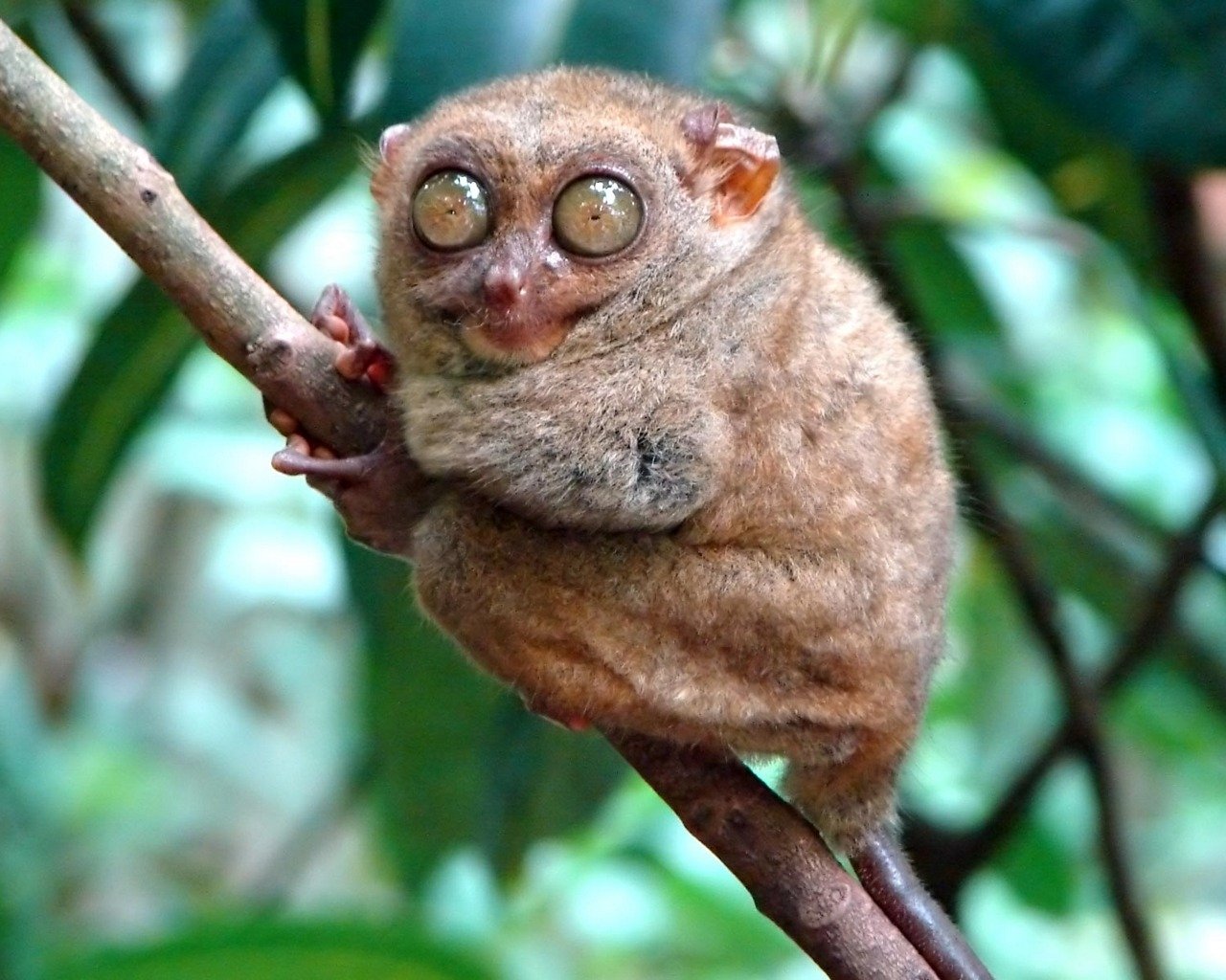 Animal tarsier Image