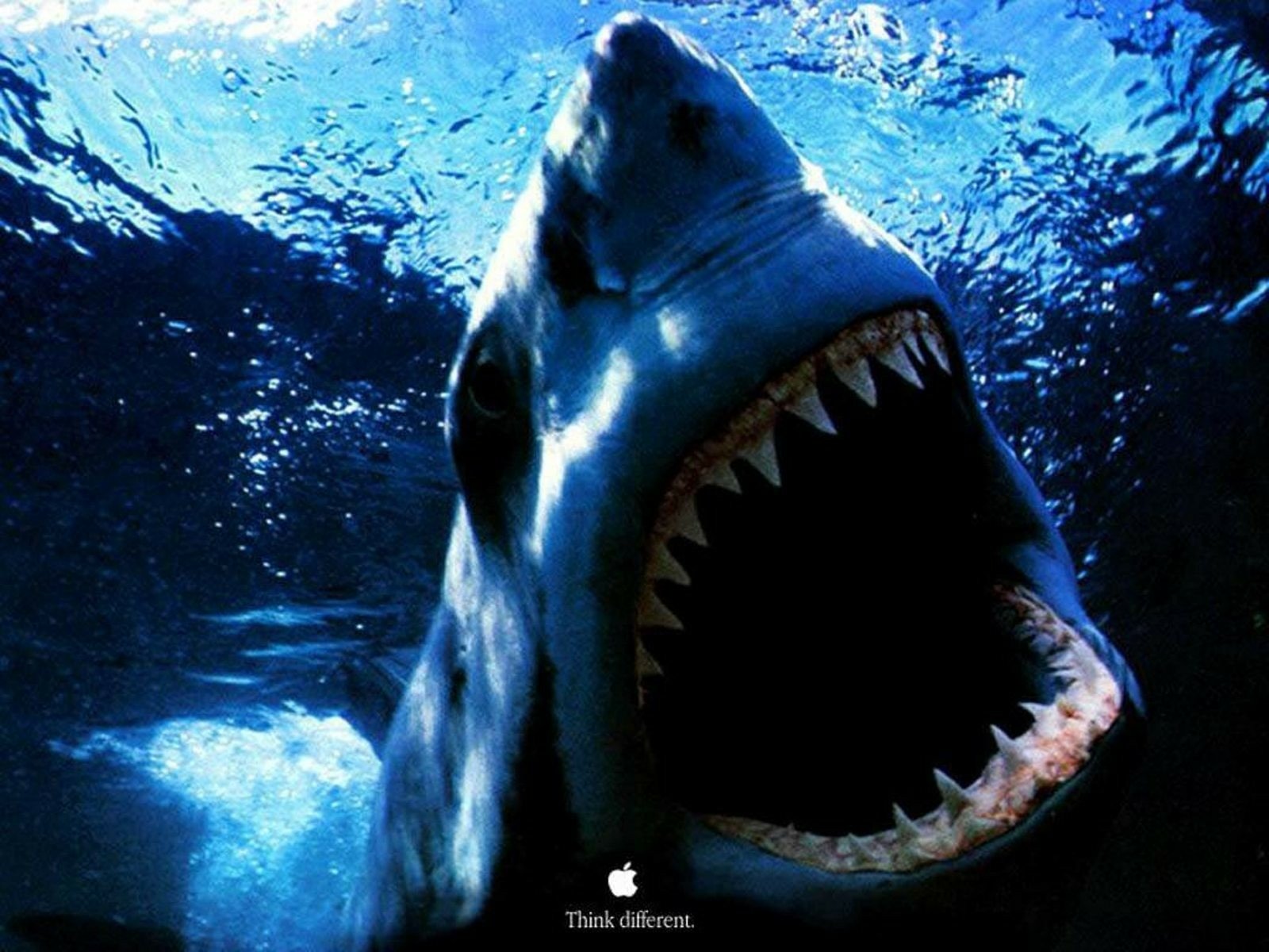A shark with its mouth wide open, showcasing sharp teeth as it swims underwater against a blue ocean background.