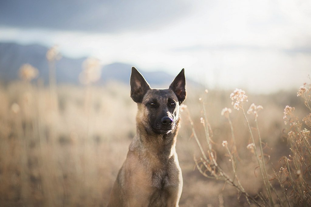 Belgian Malinois - Desktop Wallpapers, Phone Wallpaper, PFP, Gifs, and ...