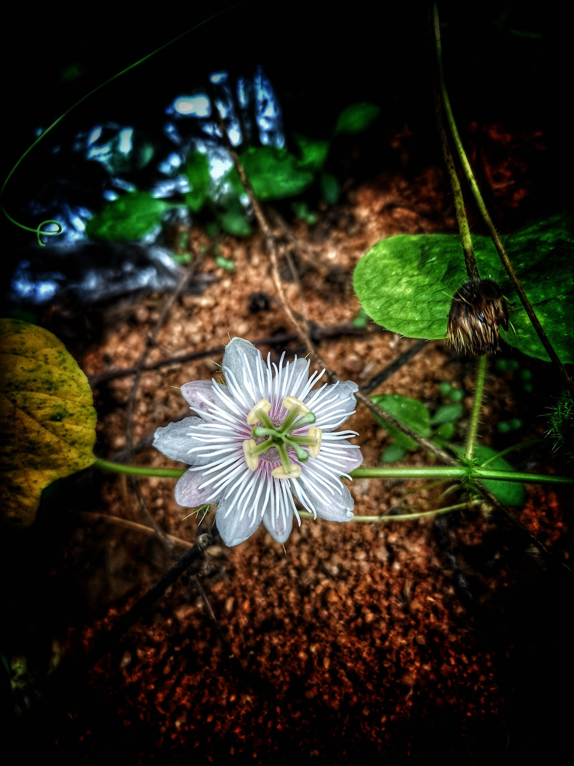flower nature passion flower Image