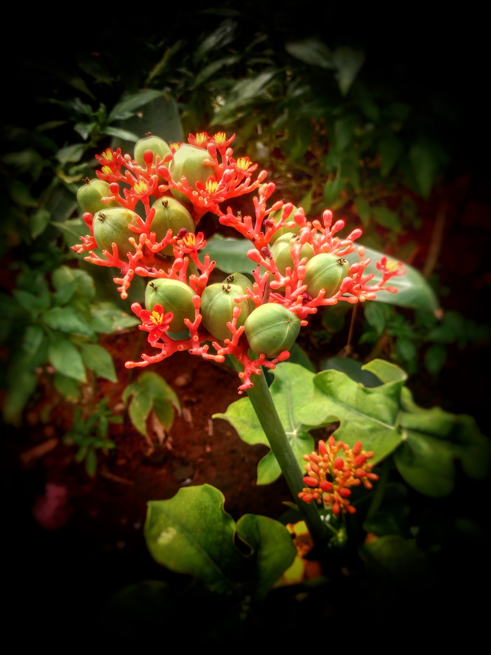  I don’t know exact name of the plant, I took this pic in a national park, in Banglore