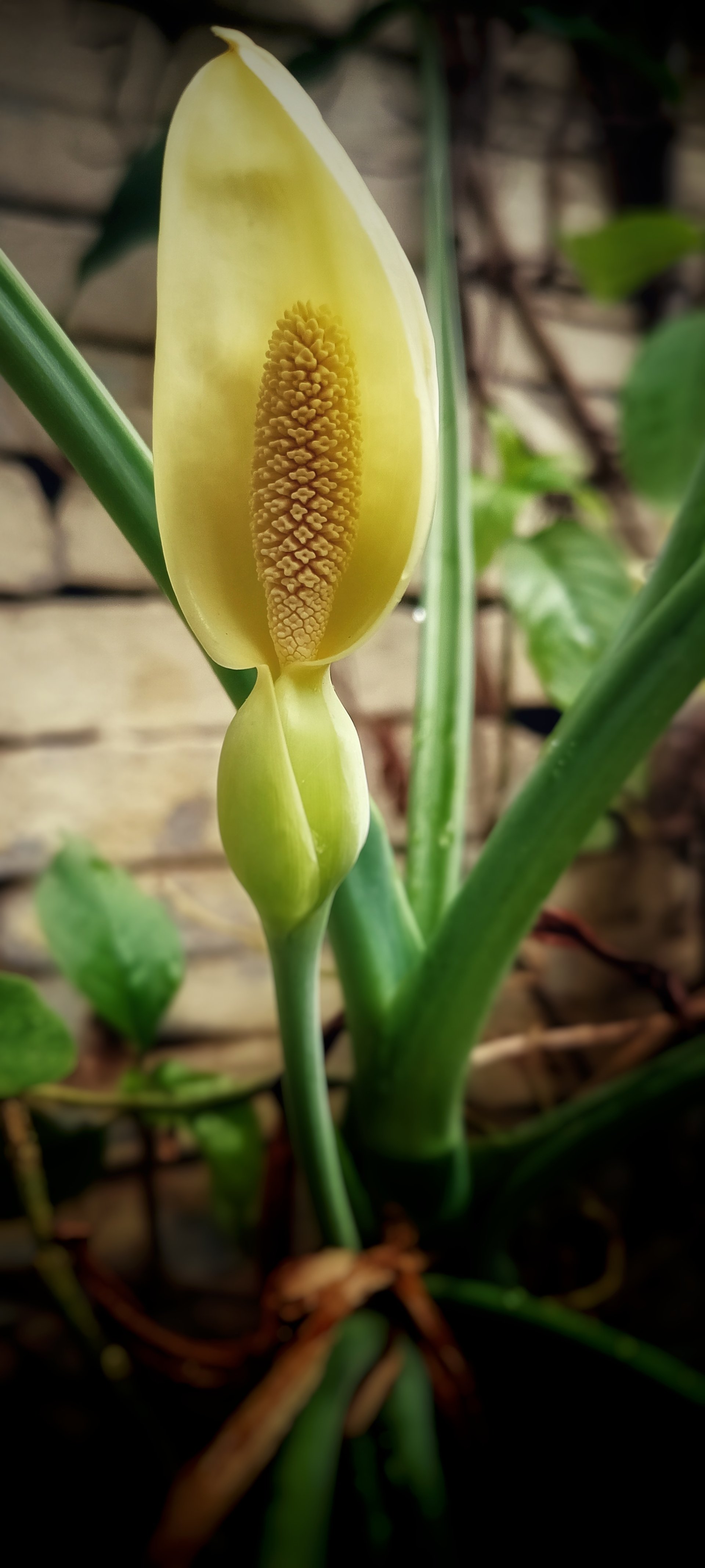  This is a seasonal flower of our home plant, botanical name is SYNGONIUM AURITUM