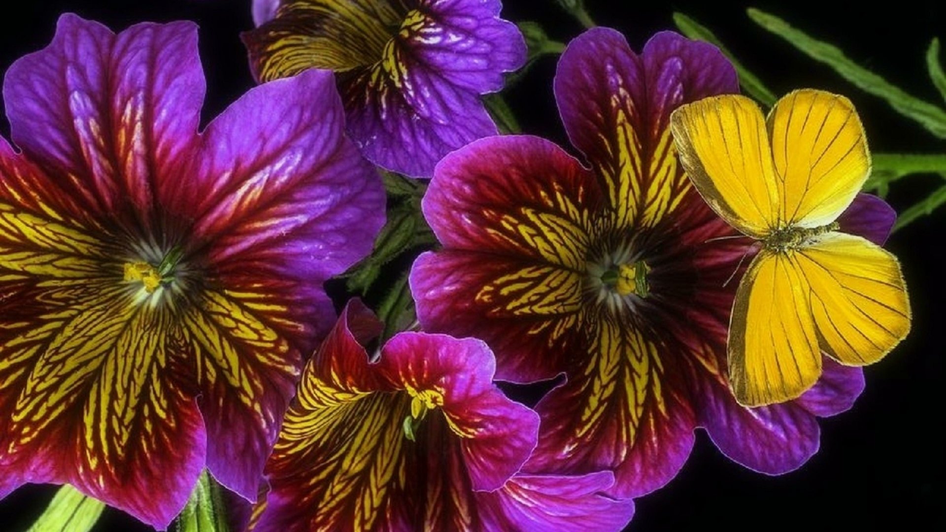 A vibrant close-up of yellow and purple flowers, showcasing intricate petals, with a delicate butterfly resting among them, creating an artistic and colorful display.