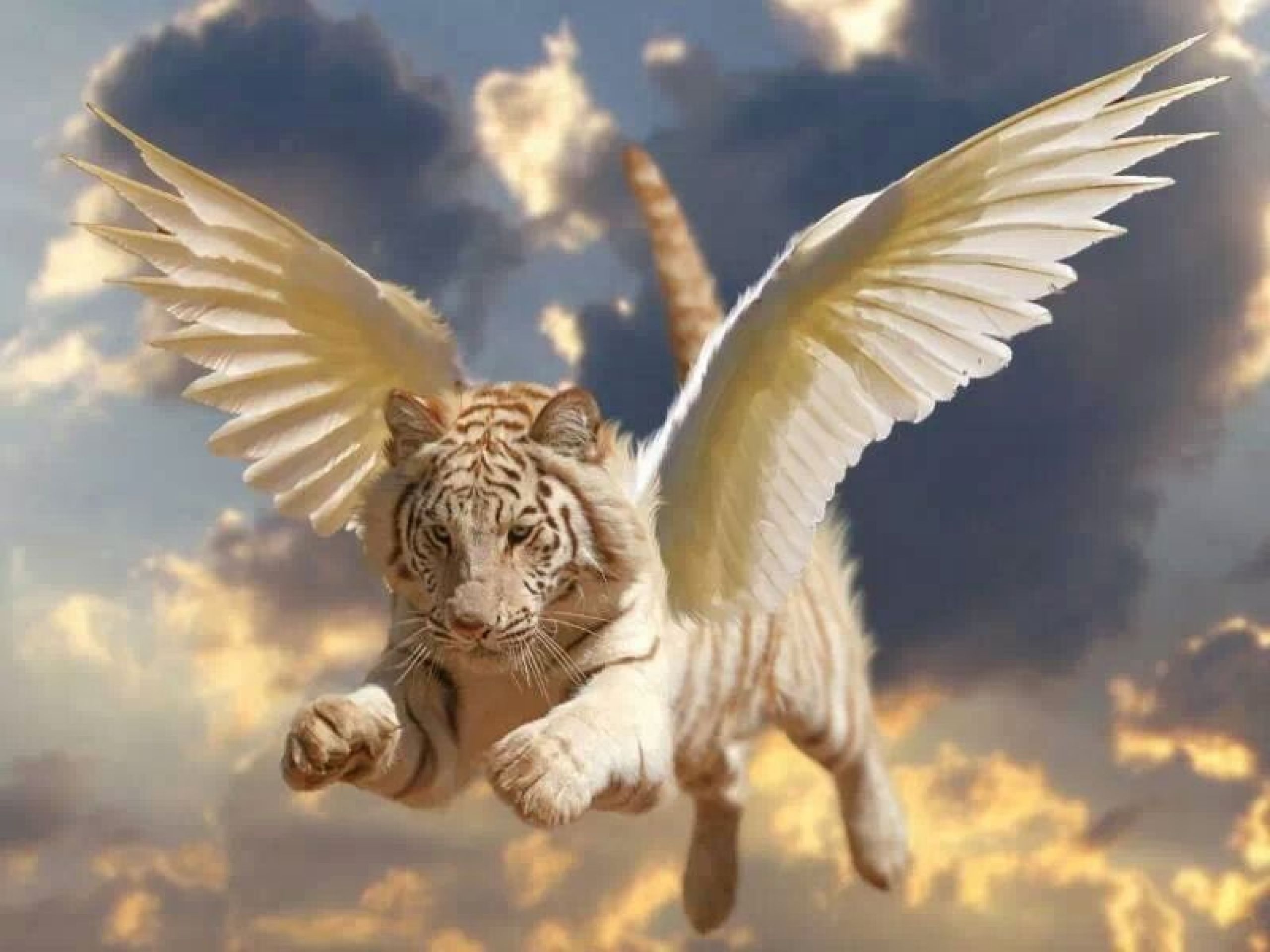 Крылатые звери. Тиенс крылатый Лев. Тигр с крыльями. Лев с крыльями. Звери с крыльями.