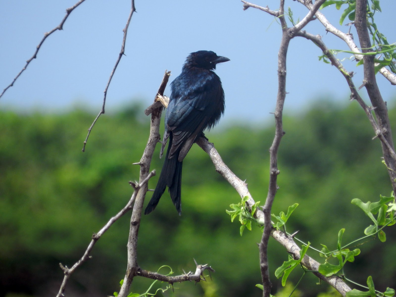 Drongo Picture