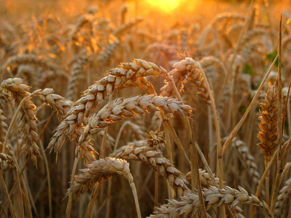  Wheat in golden Evening Light by Uschi