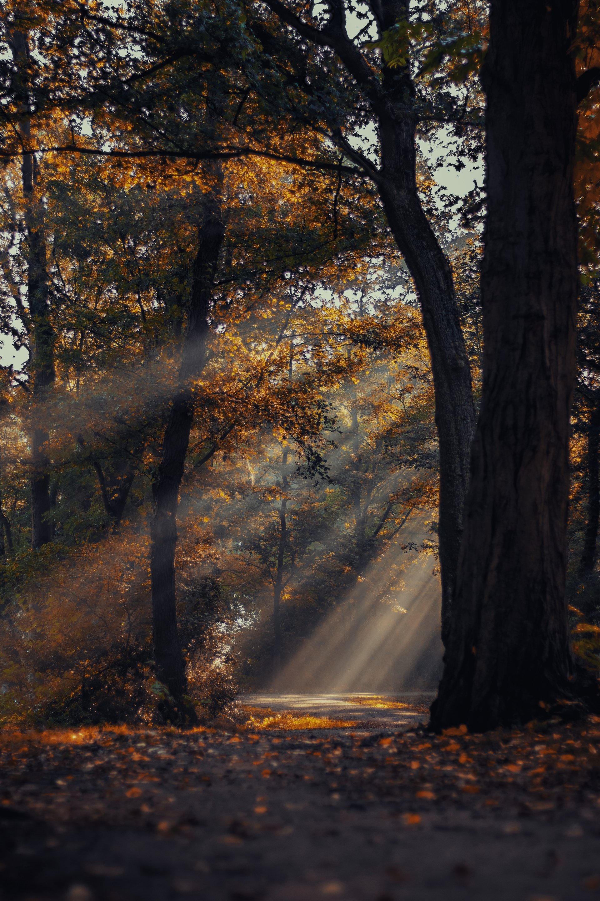 nature forest Image
