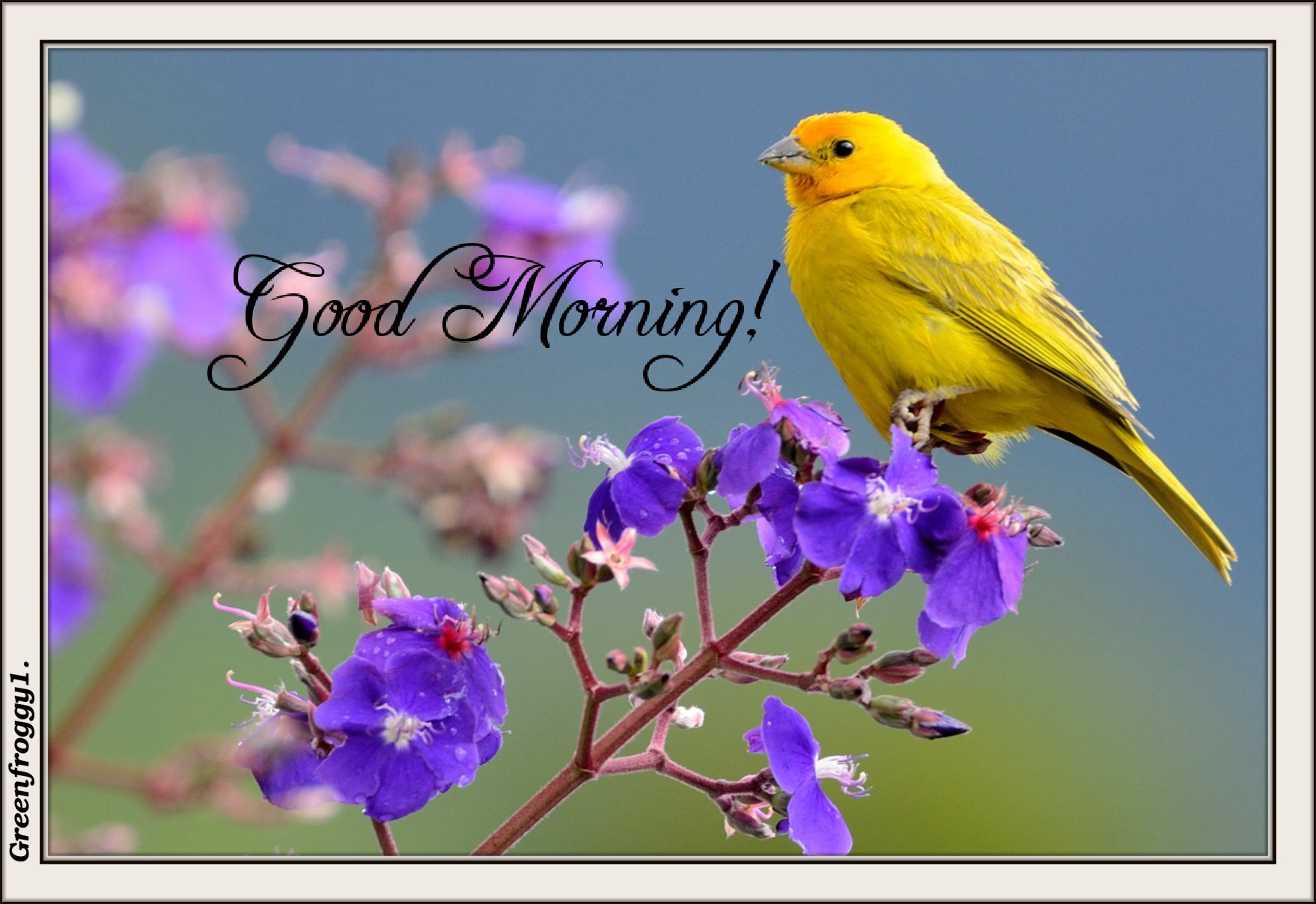 GOOD MORNING by GREENFROGGY1