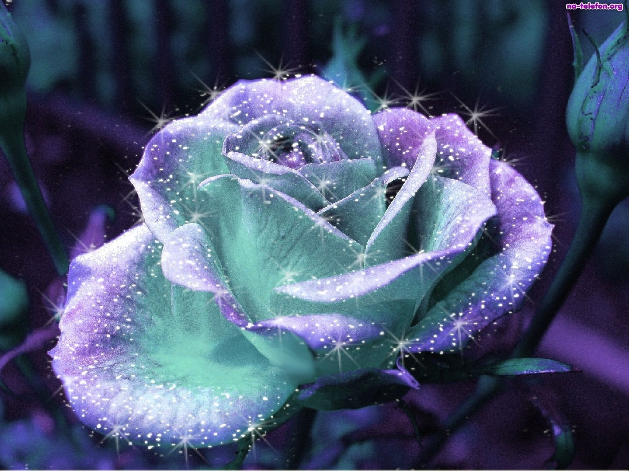 frosted purple and green rose