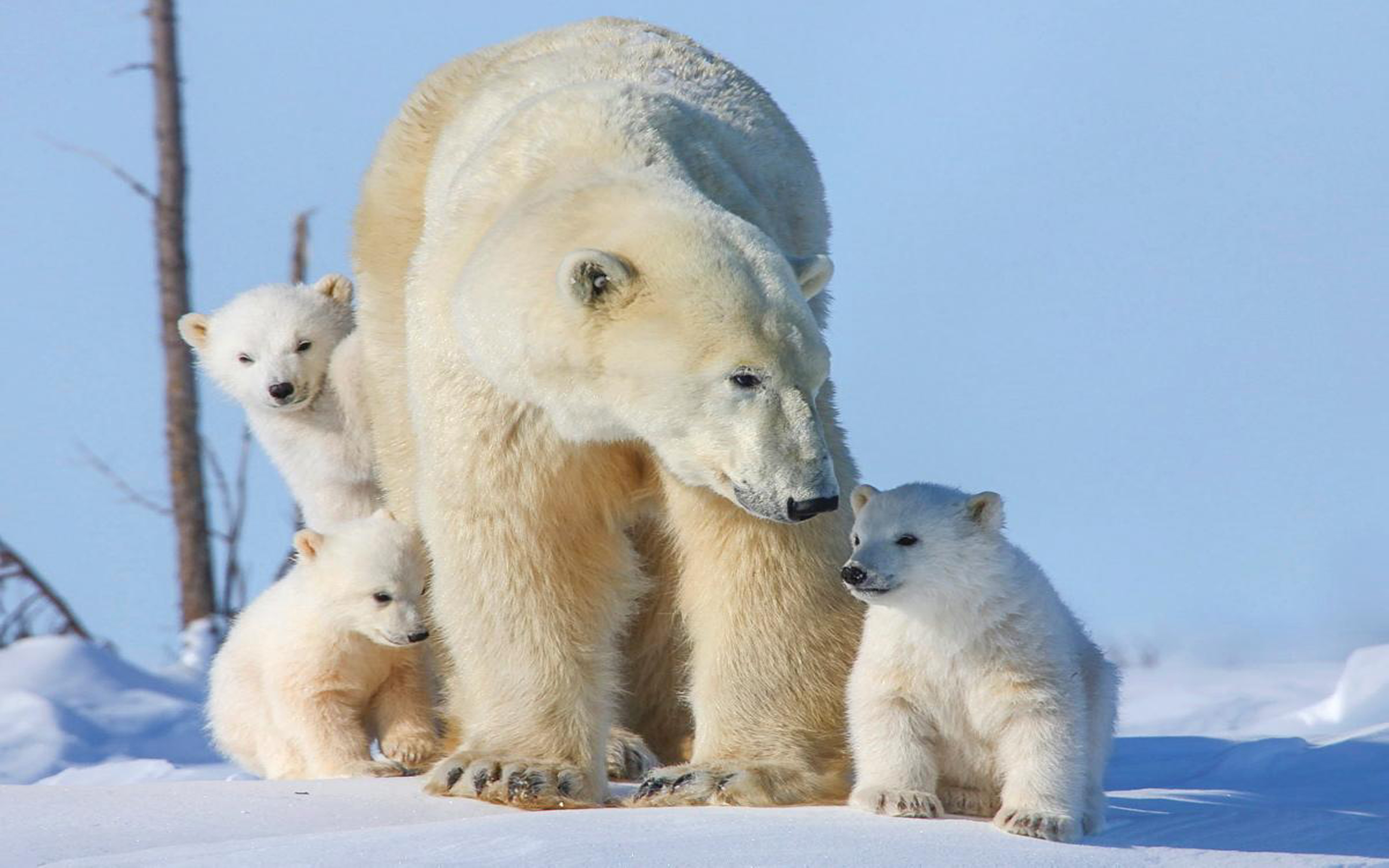 Polar Bear Family Image - ID: 487675 - Image Abyss