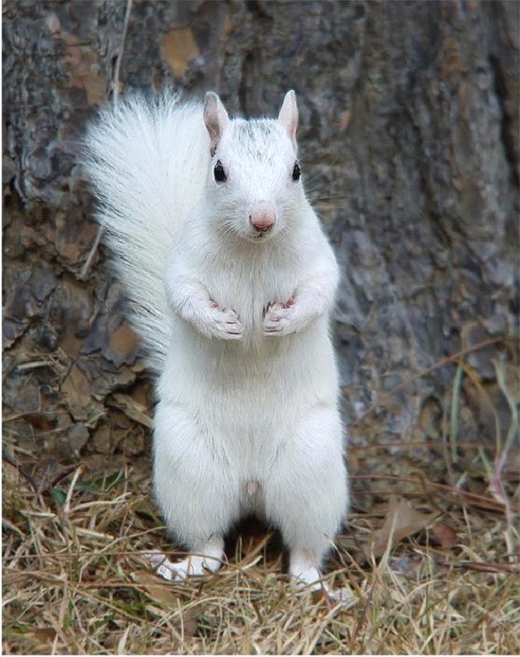 rare white squirrel - Image Abyss