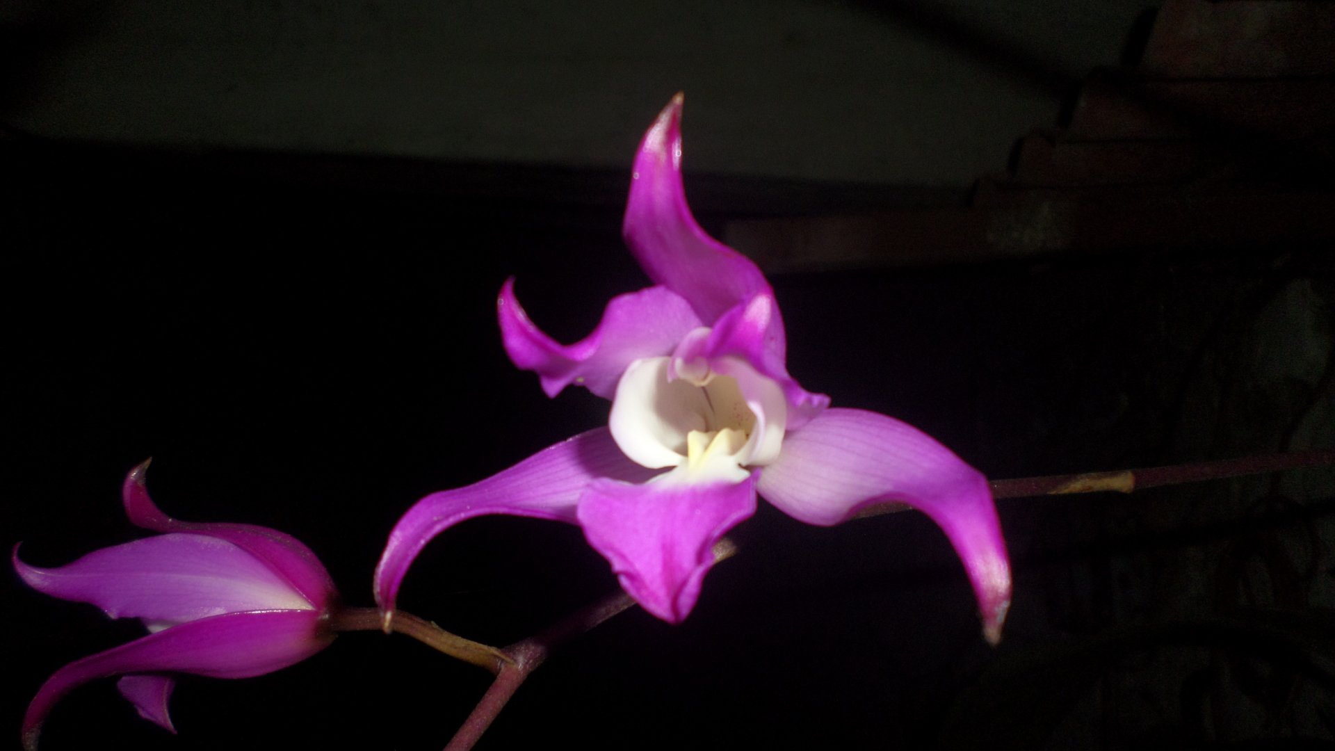  Orquídea Mexicana laelia -2