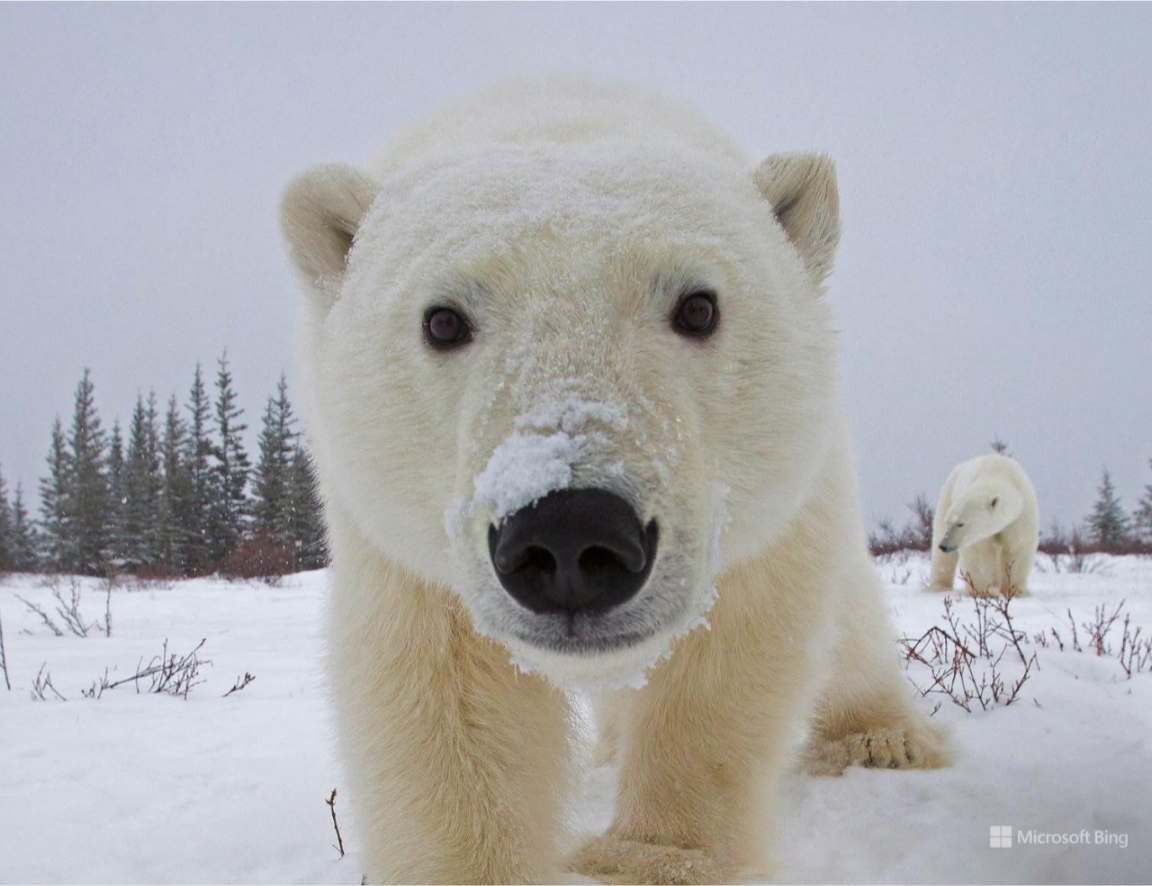 Animal polar bear Image