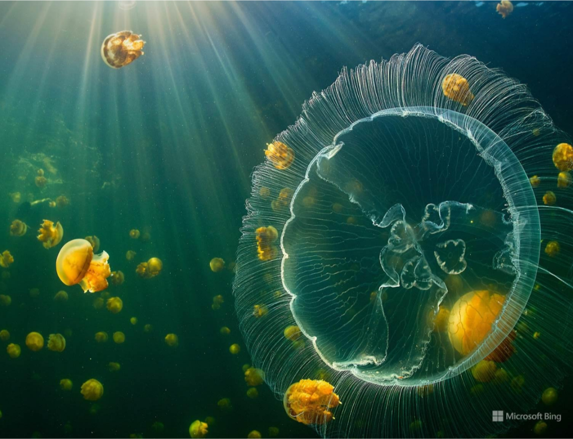 Animal jellyfish Image