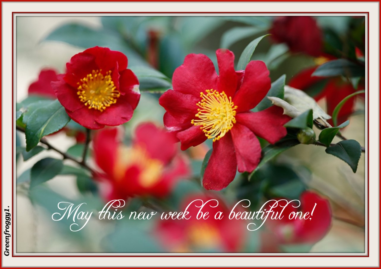 BEAUTIFUL WEEK by GREENFROGGY1
