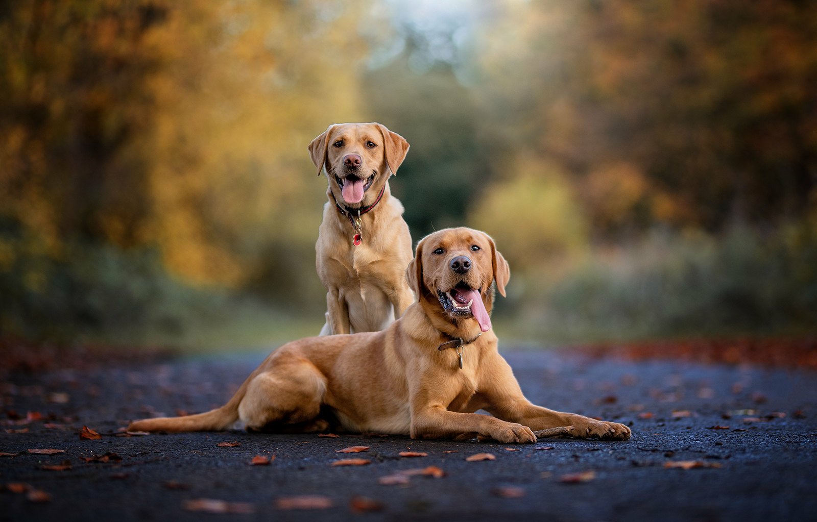 dog Animal Labrador Retriever Image