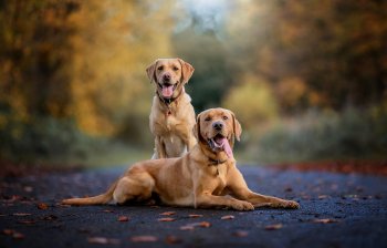 Preview Image 490345