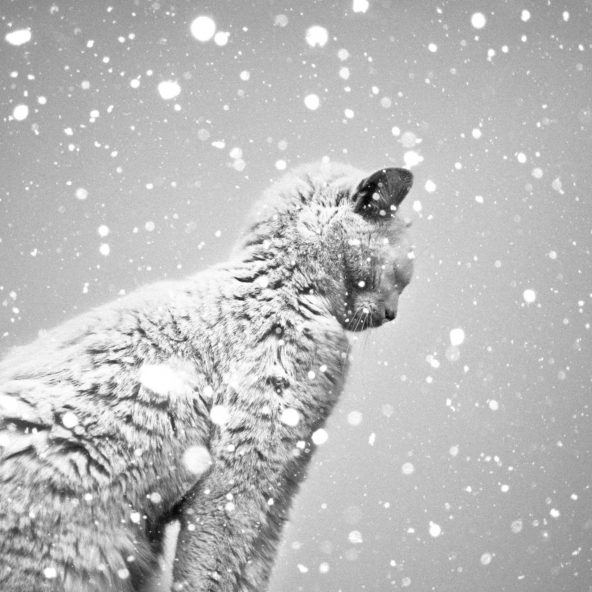 Animal cat Image