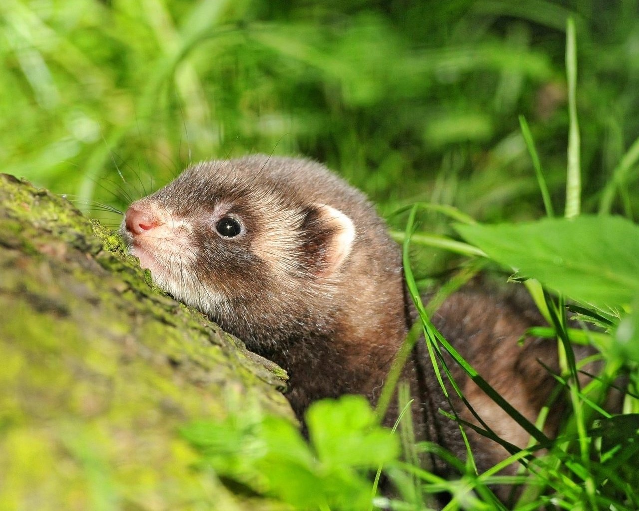 Animal ferret Image