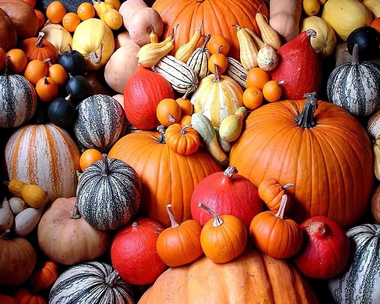 A colorful assortment of pumpkins and gourds in various shapes, sizes, and colors, showcasing the rich diversity of this seasonal food.