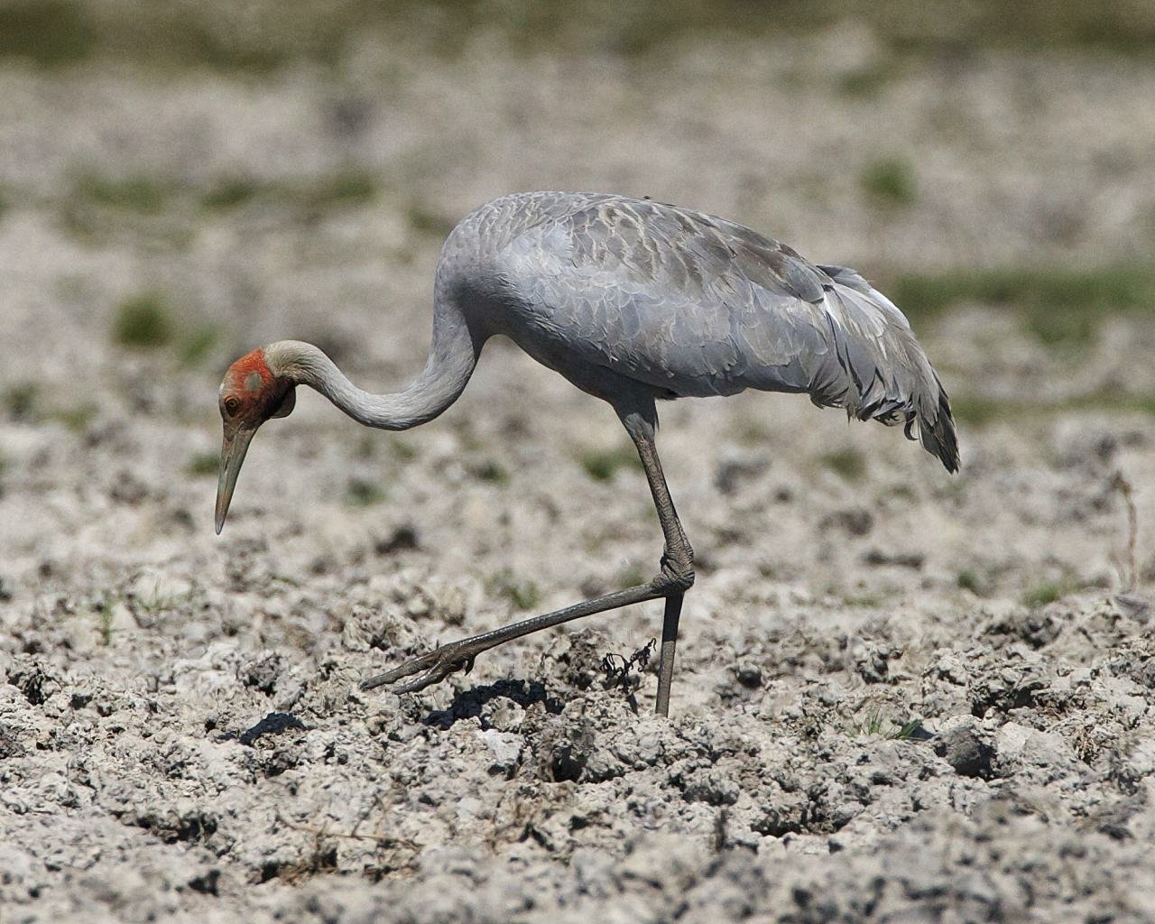 Animal brolga Image