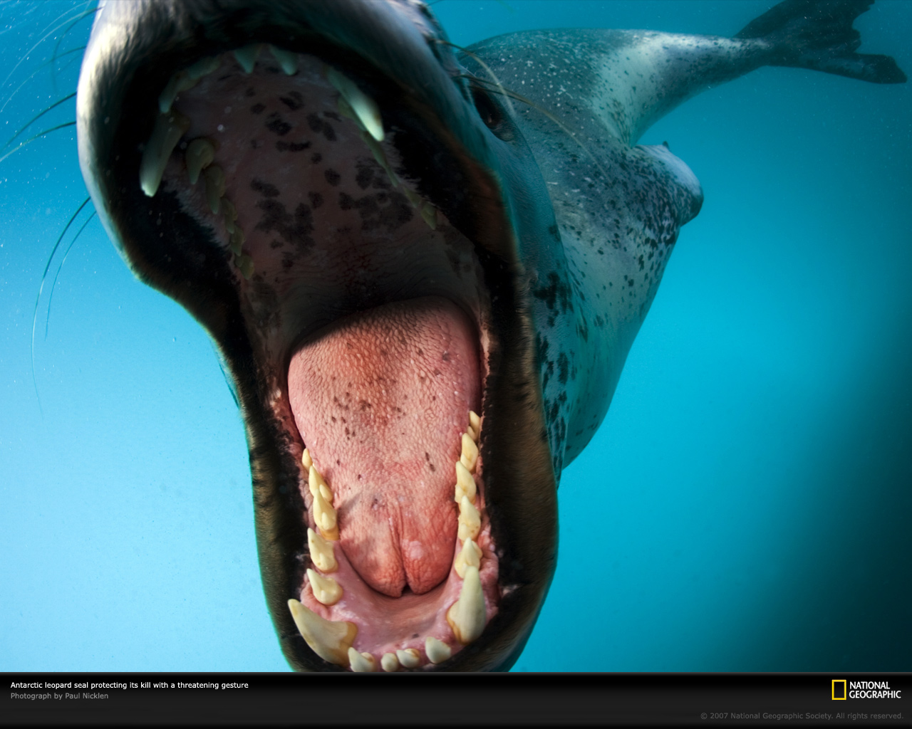 leopard seal Picture by national geographics - Image Abyss