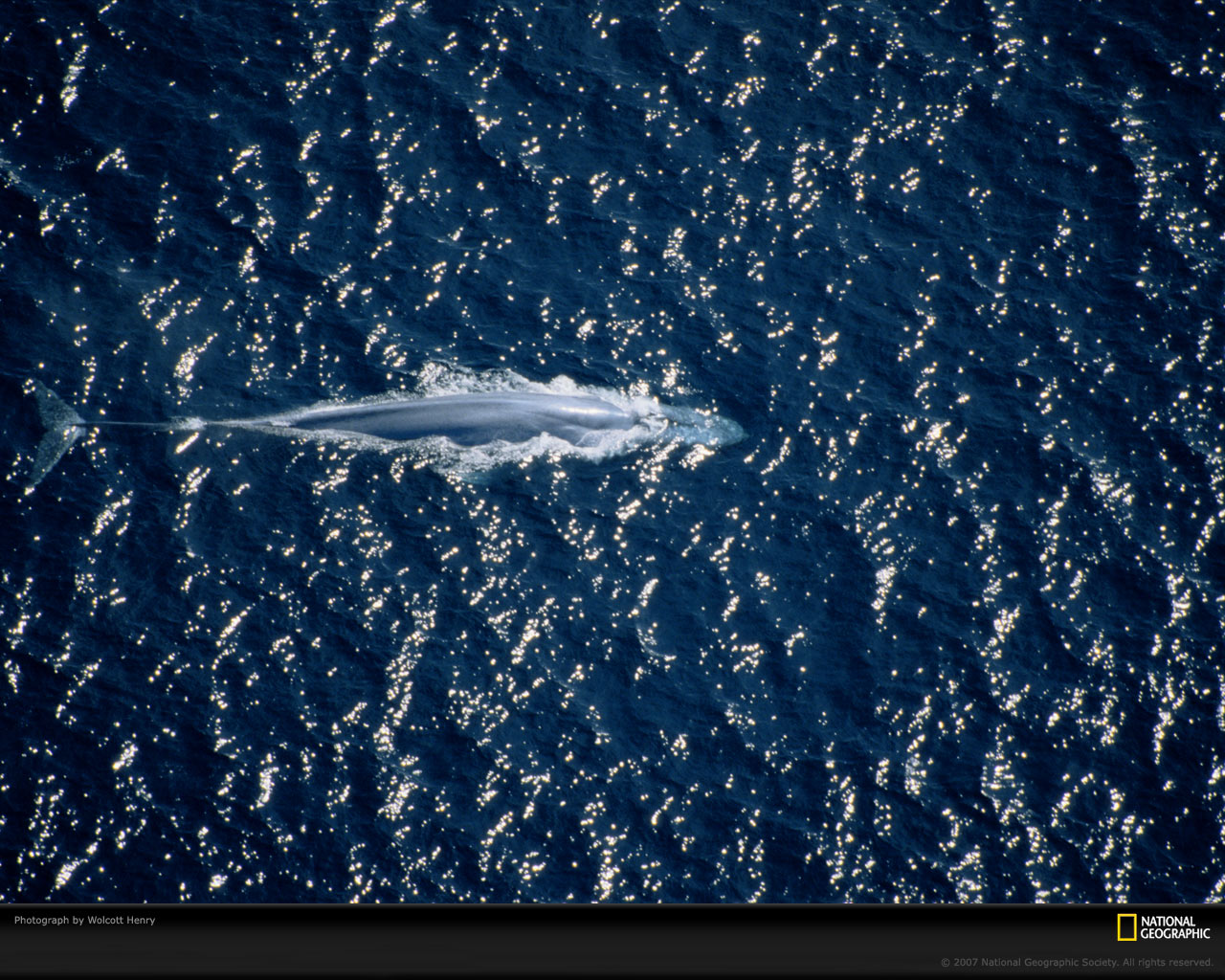 fondo de pantalla de ballenas azules