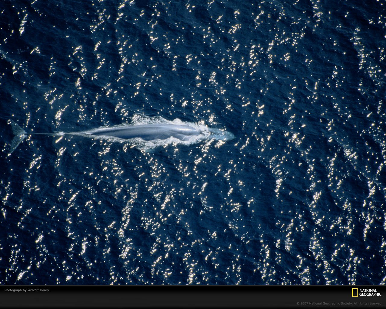 whale Animal blue whale Image
