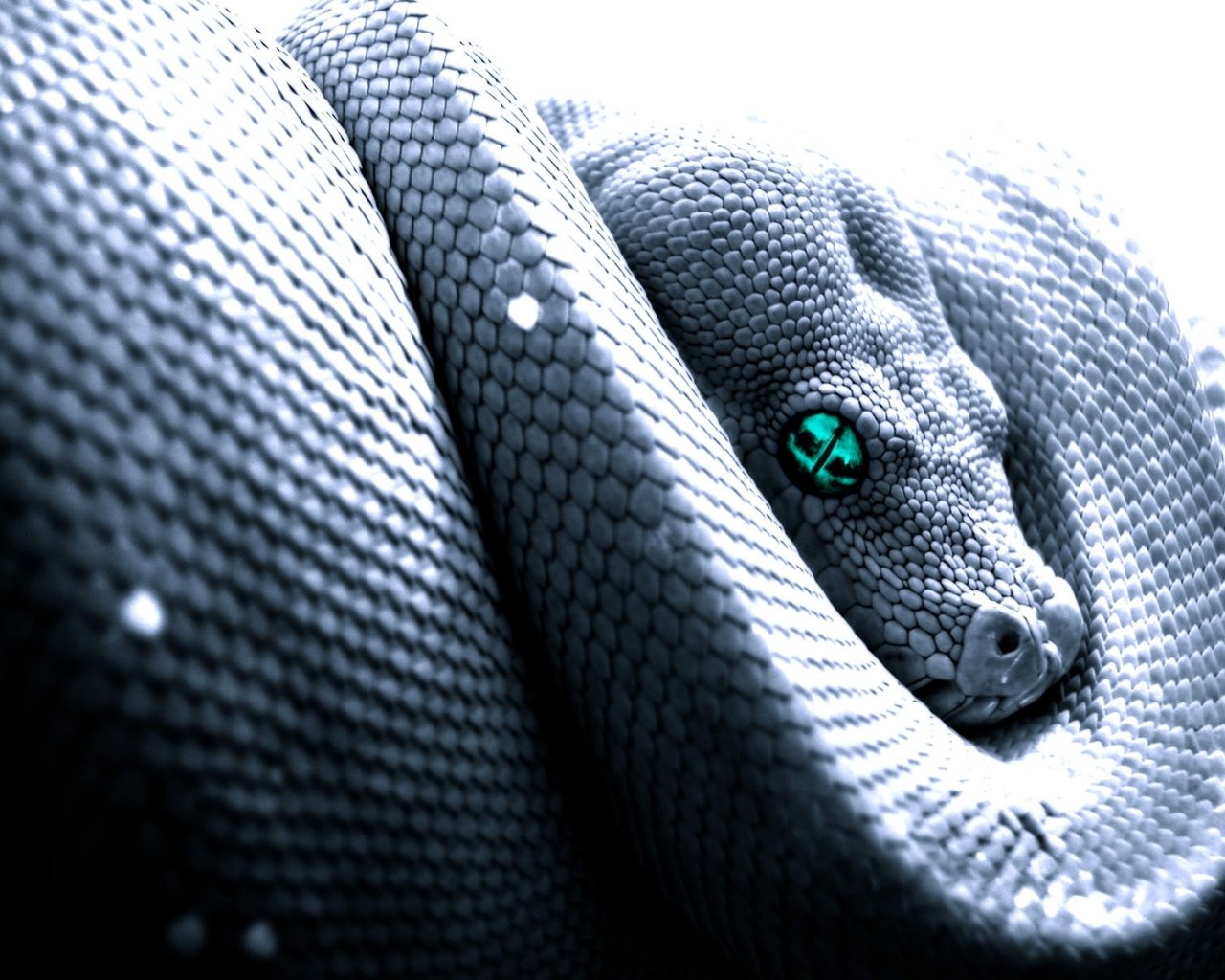 Close-up of a coiled python snake showcasing detailed scales and striking green eyes.
