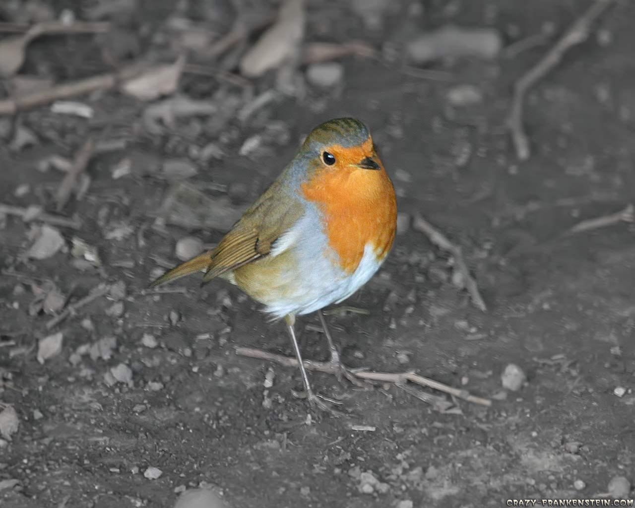 Red-Breasted Robin — Charming Garden Bird