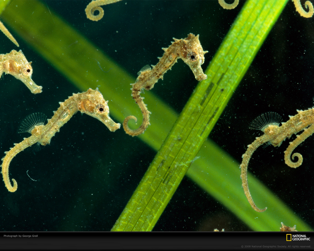 seahorse Picture by george grall