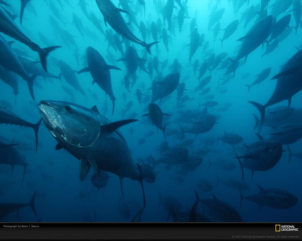 fish Animal tuna Image
