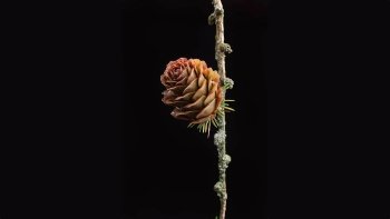 Preview Image 498190