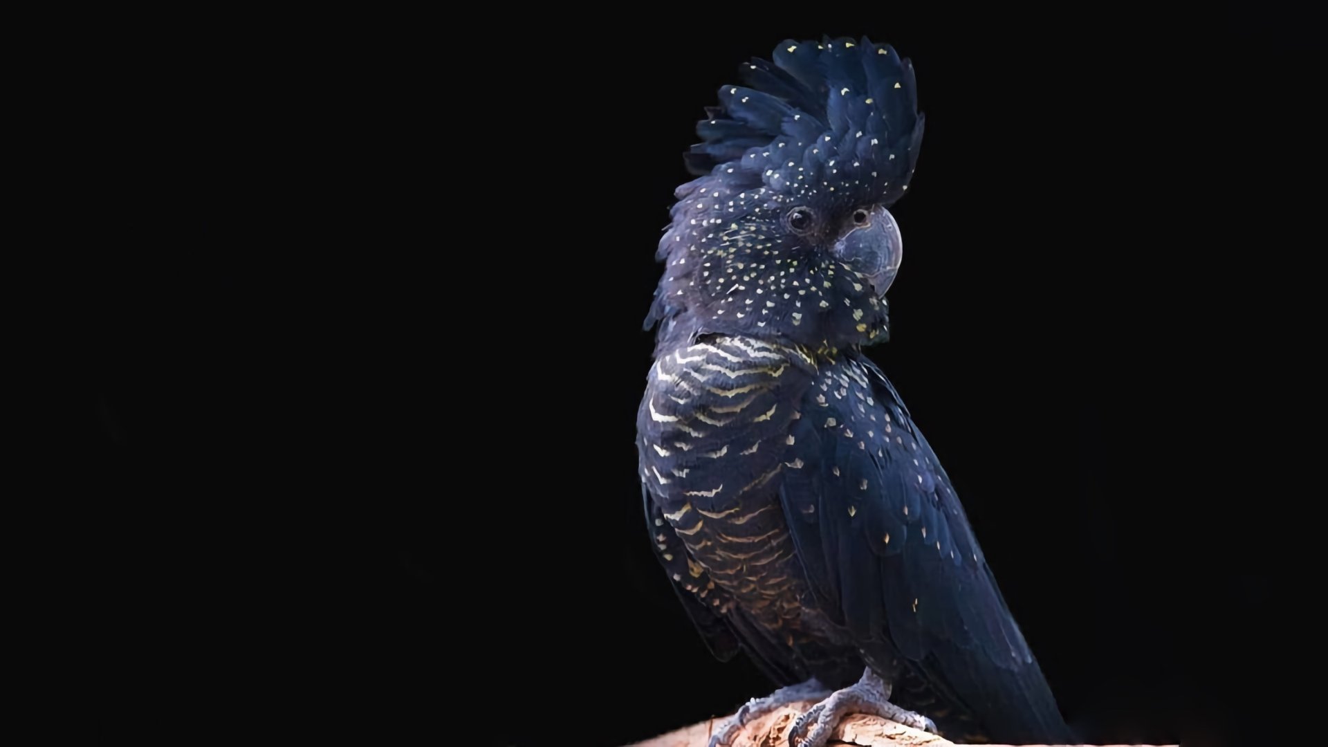 bird Animal Red-tailed black cockatoo Image