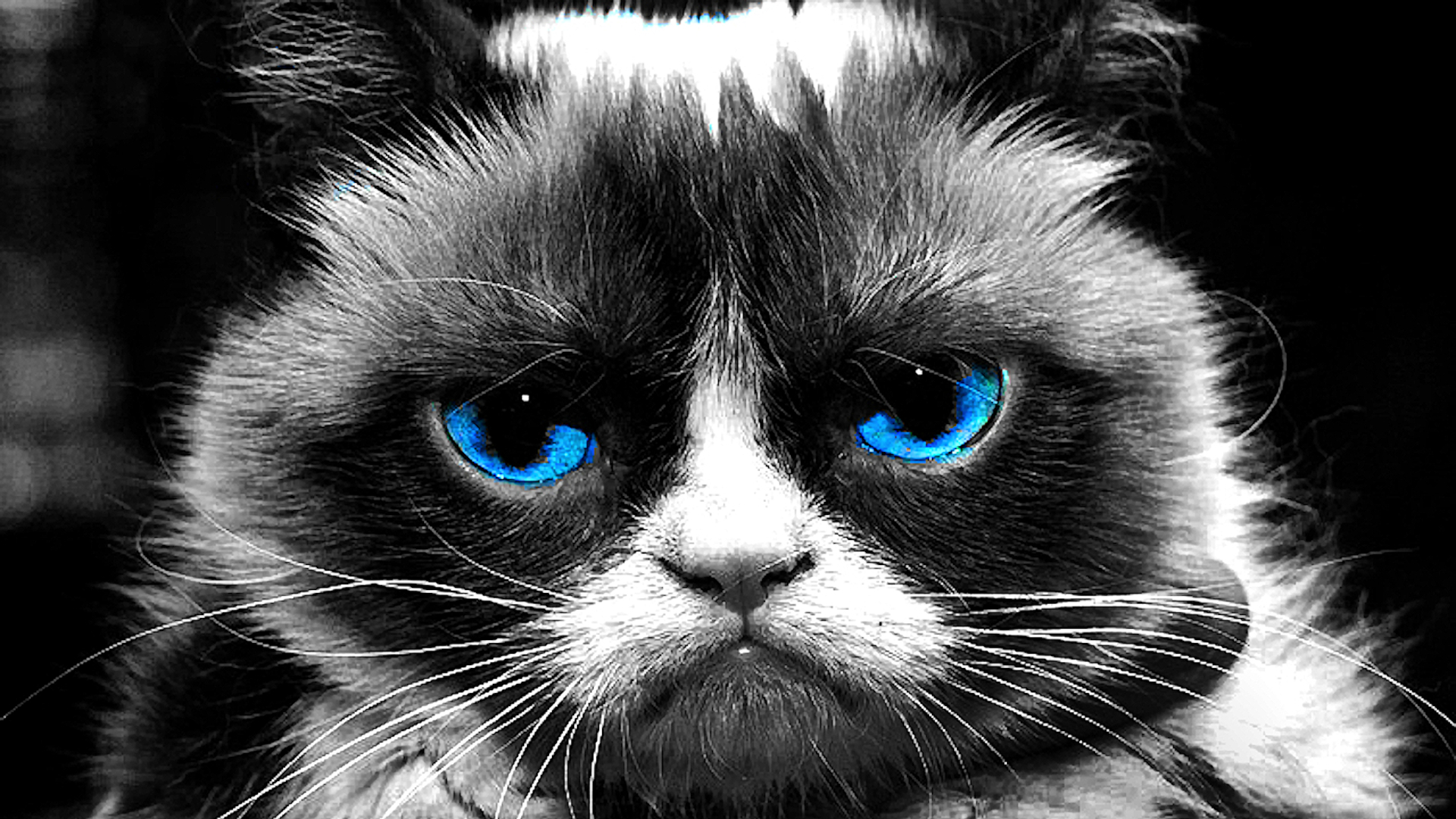 Blye Eyes Grumpy Cat HD