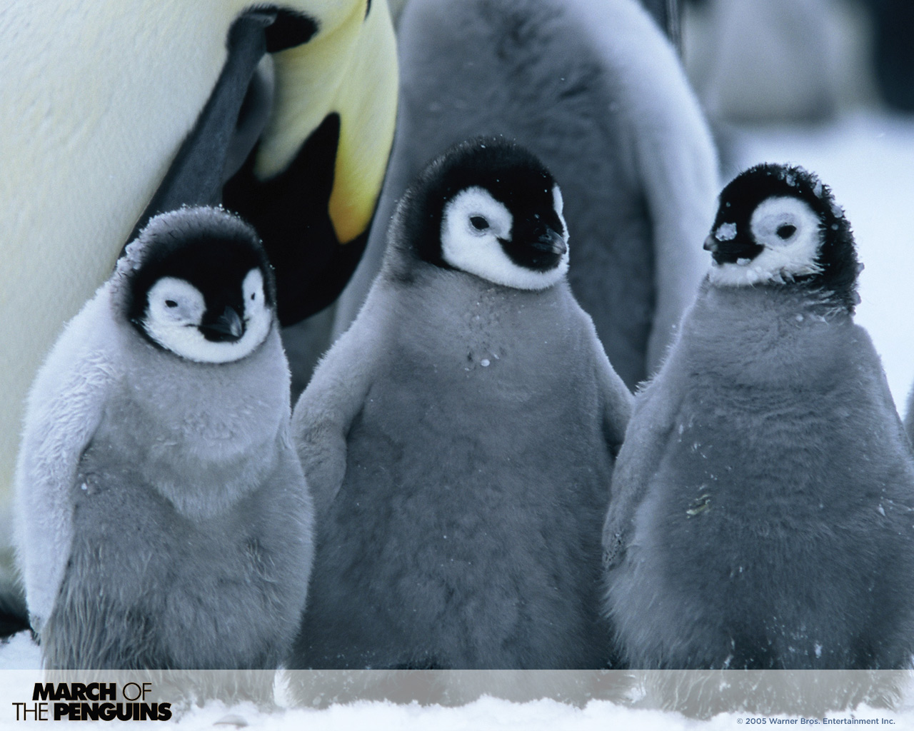 march of the penguins Picture