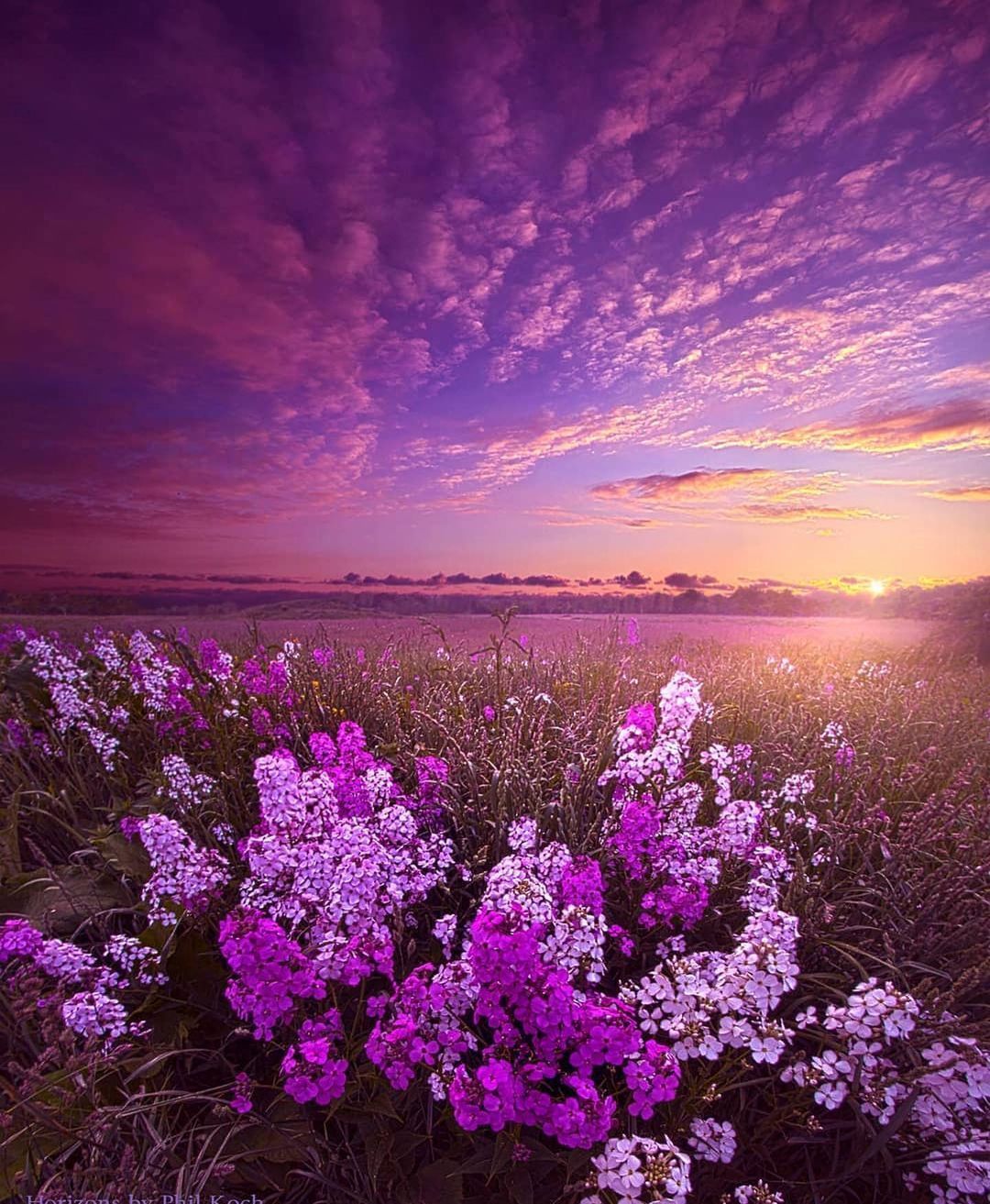 красивые картинки лилового цвета