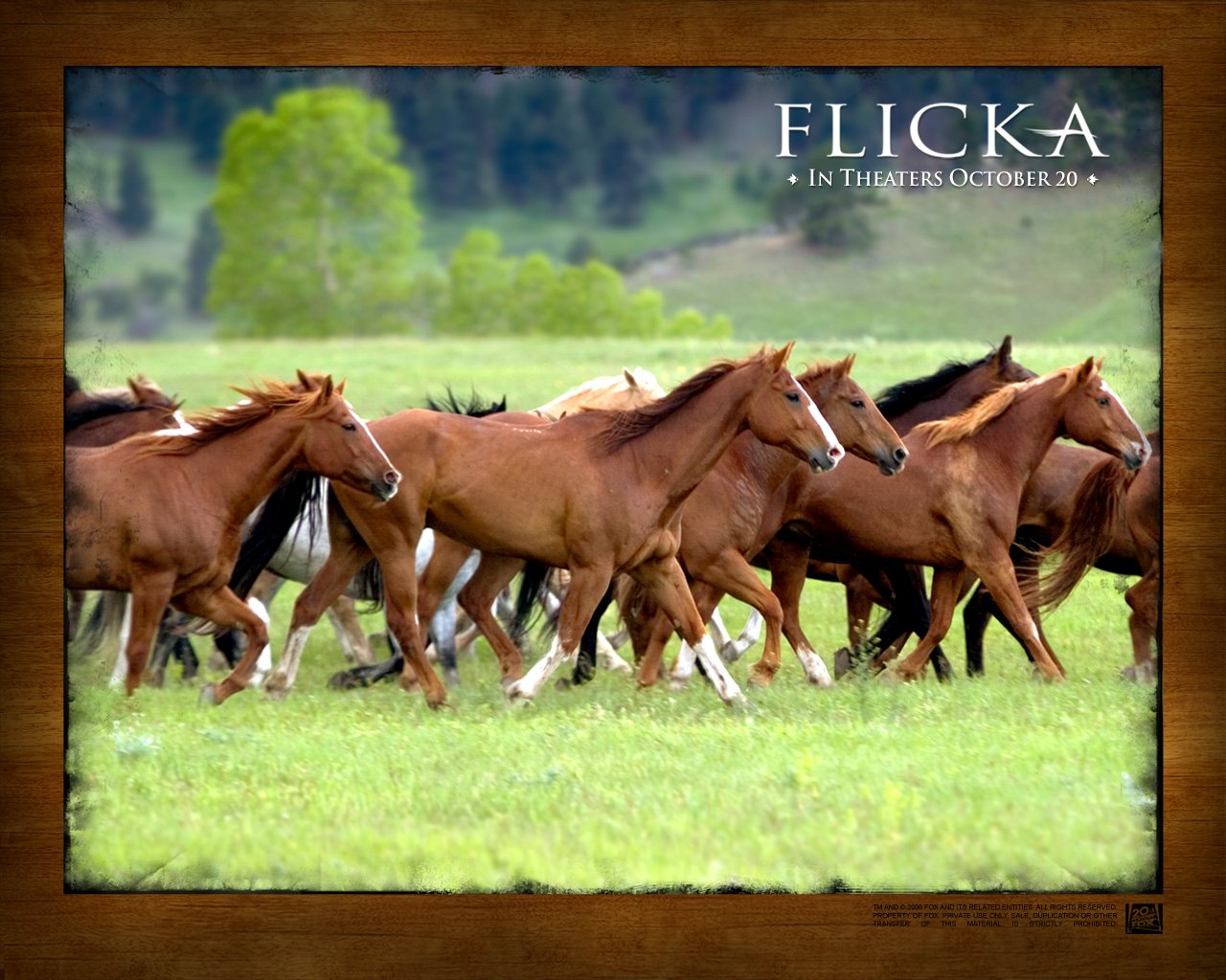 Promotional image for the movie Flicka: a herd of chestnut horses running across a green meadow beneath a distant treeline and blue sky.