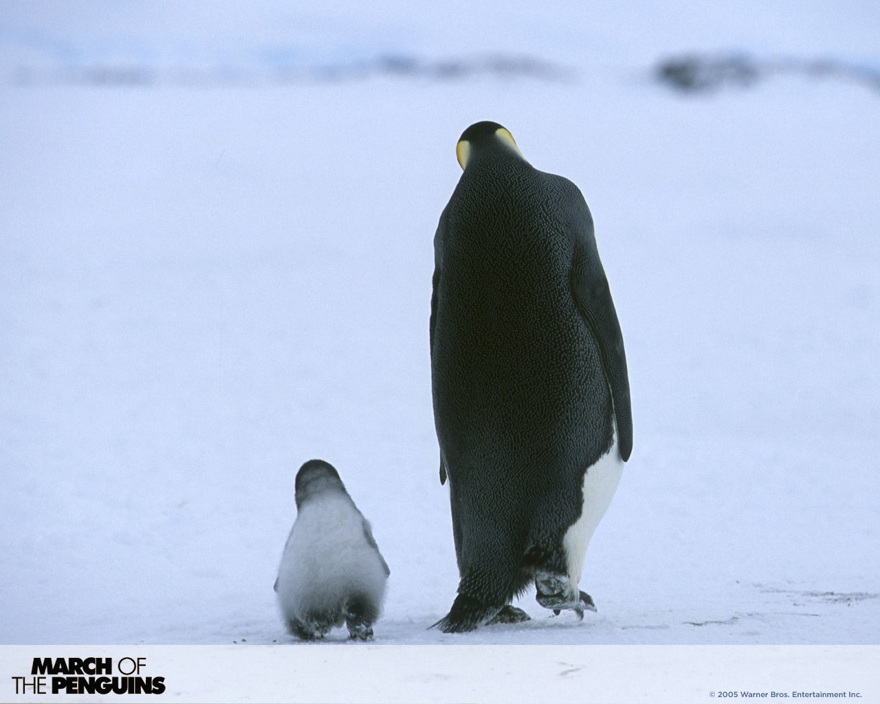 penguin movie March Of The Penguins Image