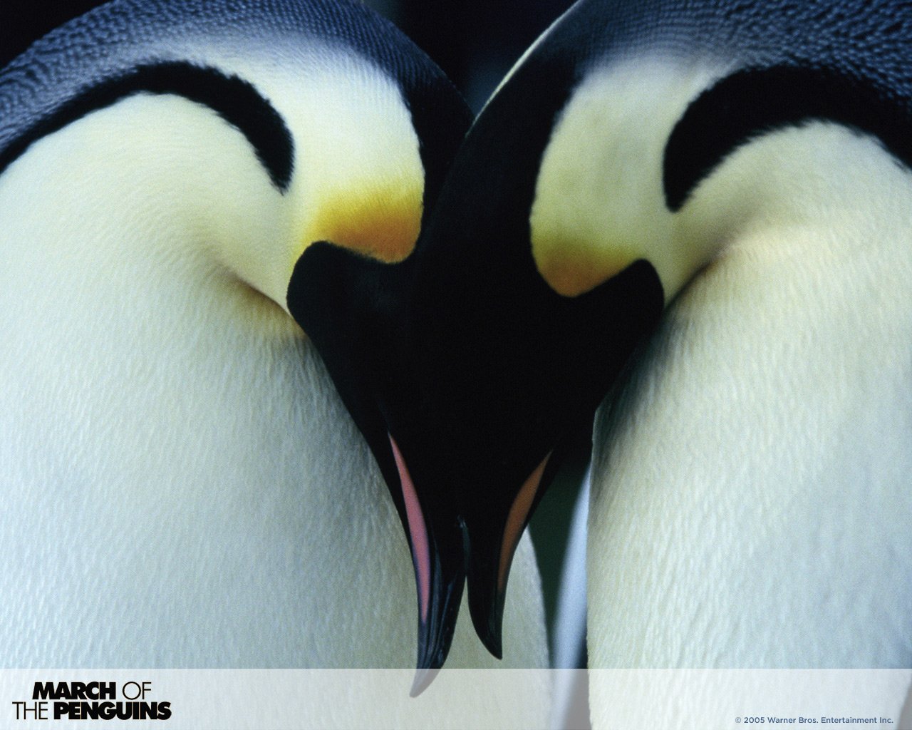 Two emperor penguins touch beaks in a heart shape, promotional image for the movie March of the Penguins.