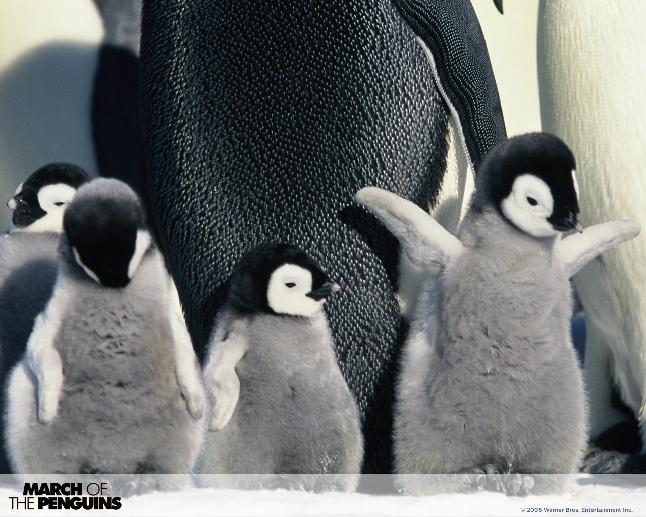Fluffy baby penguin chicks huddled beside an adult bird, a scene from the movie March of the Penguins.