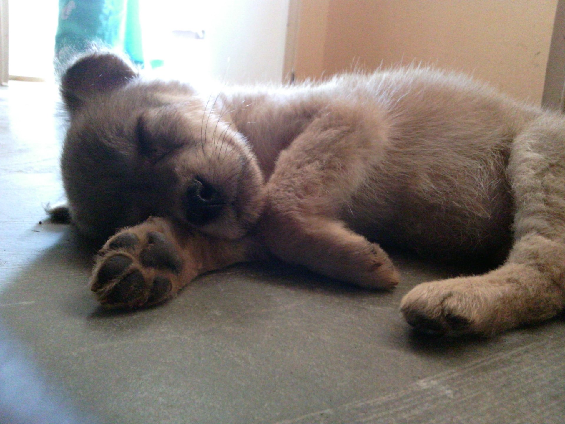 A puppy dog sleeping peacefully on the floor in soft morning light.