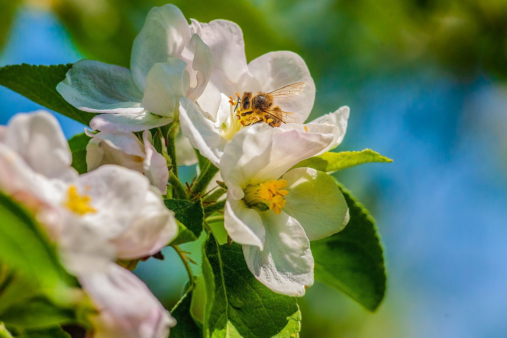 begonia bee nature flower Image